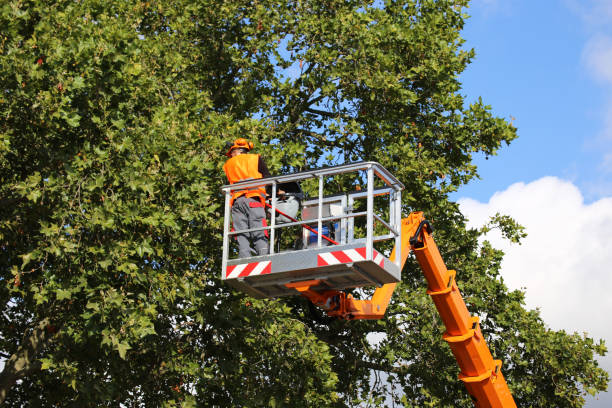 Best Tree and Shrub Care  in Wewa, OK