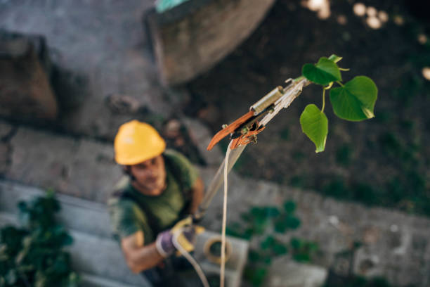  Wewa, OK Tree Removal Pros