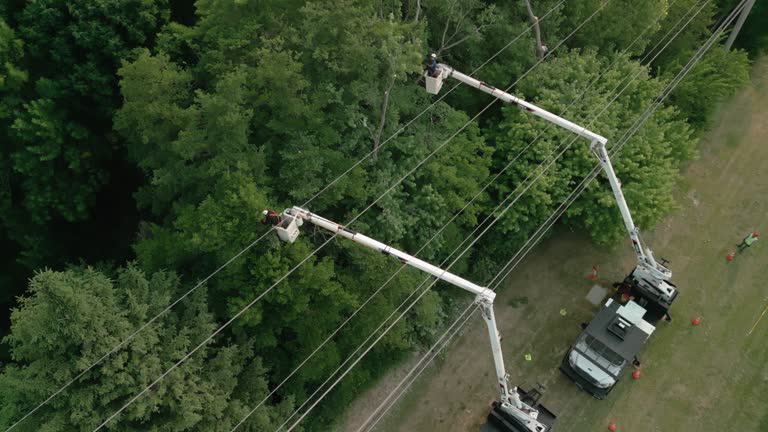 Best Tree Trimming and Pruning  in Wewa, OK